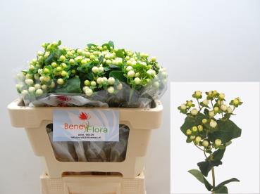 Vollsortiment - Hypericum, Johanneskraut, weiß